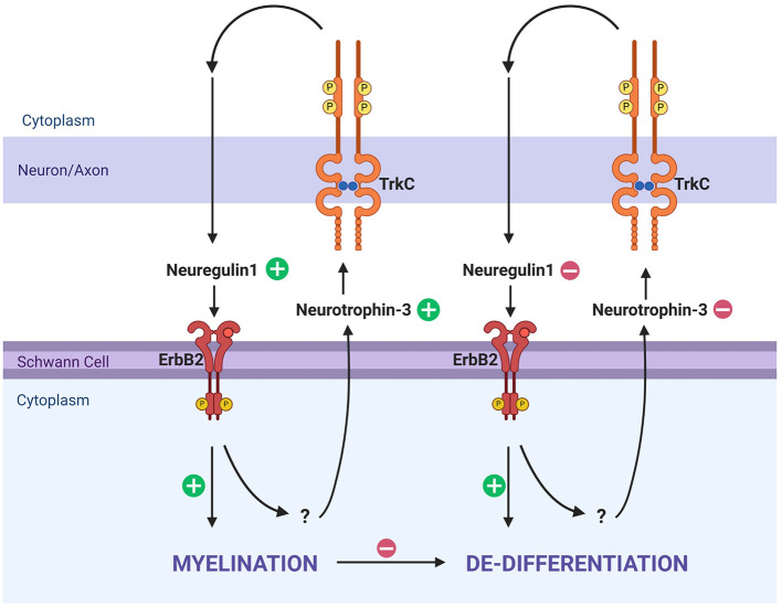 Schwann cells in the inner ear: development, disease, and regeneration.