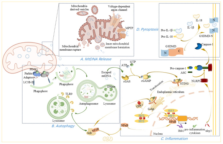 Mitochondrial DNA Dysfunction in Cardiovascular Diseases: A Novel Therapeutic Target.