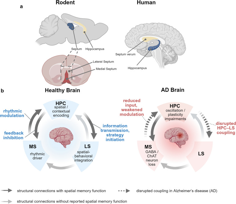 The medial septum-hippocampus-lateral septum circuitry in spatial memory: linking healthy function to early Alzheimer's disease and translational opportunities.