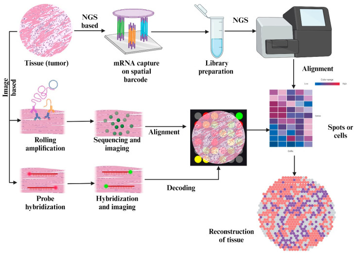 Decoding the Tumor Microenvironment: Insights and New Targets from Single-Cell Sequencing and Spatial Transcriptomics.