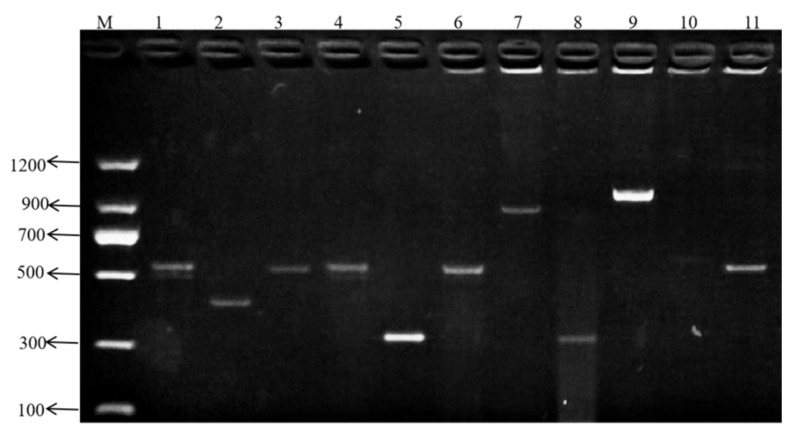Isolation and Characterization of Vancomycin-Resistant <i>Enterococcus faecium</i> from Cattle: Antimicrobial Resistance, Virulence Genes, and Pathogenicity.