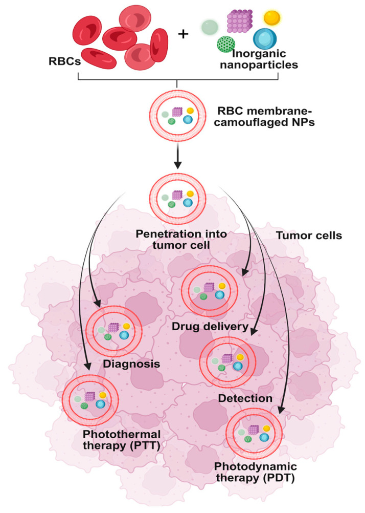 Smart Red Blood Cell Carriers: A Nanotechnological Approach to Cancer Drug Delivery.