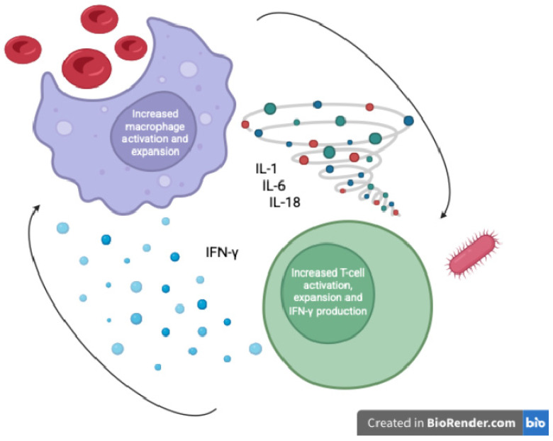 Hyperferritinemia and Macrophage Activation Syndrome in Septic Shock: Recent Advances with a Pediatric Focus (2020-2025).
