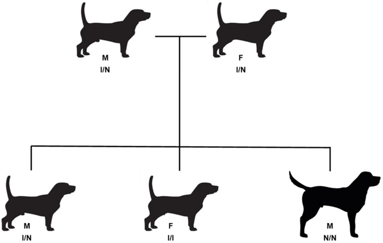 Absence of <i>FGF4</i> Retrogene Insertion on Chromosome 18 Results in a Tall Phenotype in Grand Basset Griffon Vendéen Dogs.