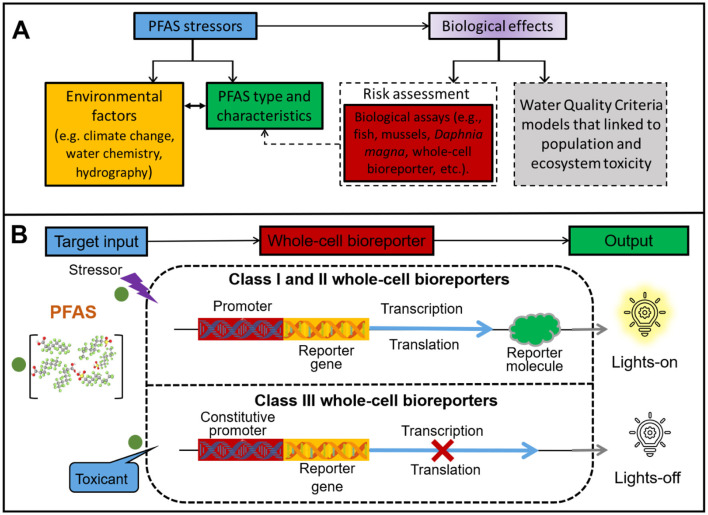 Innovative solutions for PFAS detection under global warming: application prospects of whole-cell bioreporter.
