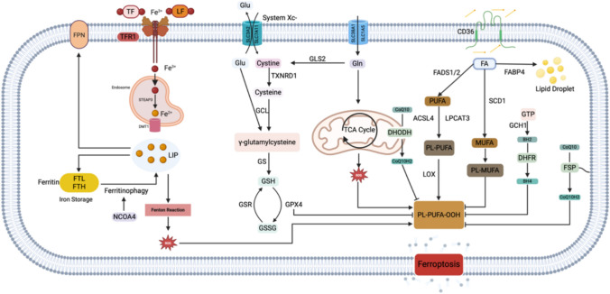 Ferroptosis in TNBC: interplay with tumor-infiltrating immune cells and therapeutic implications.