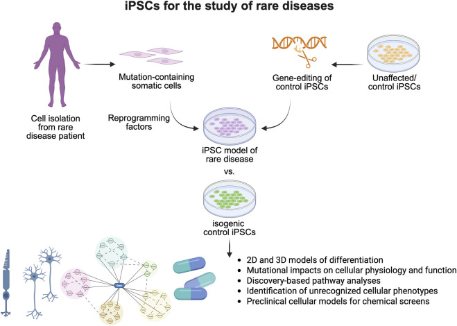 Editorial: Studying rare diseases using induced pluripotent stem cell (iPSC)-based model systems.