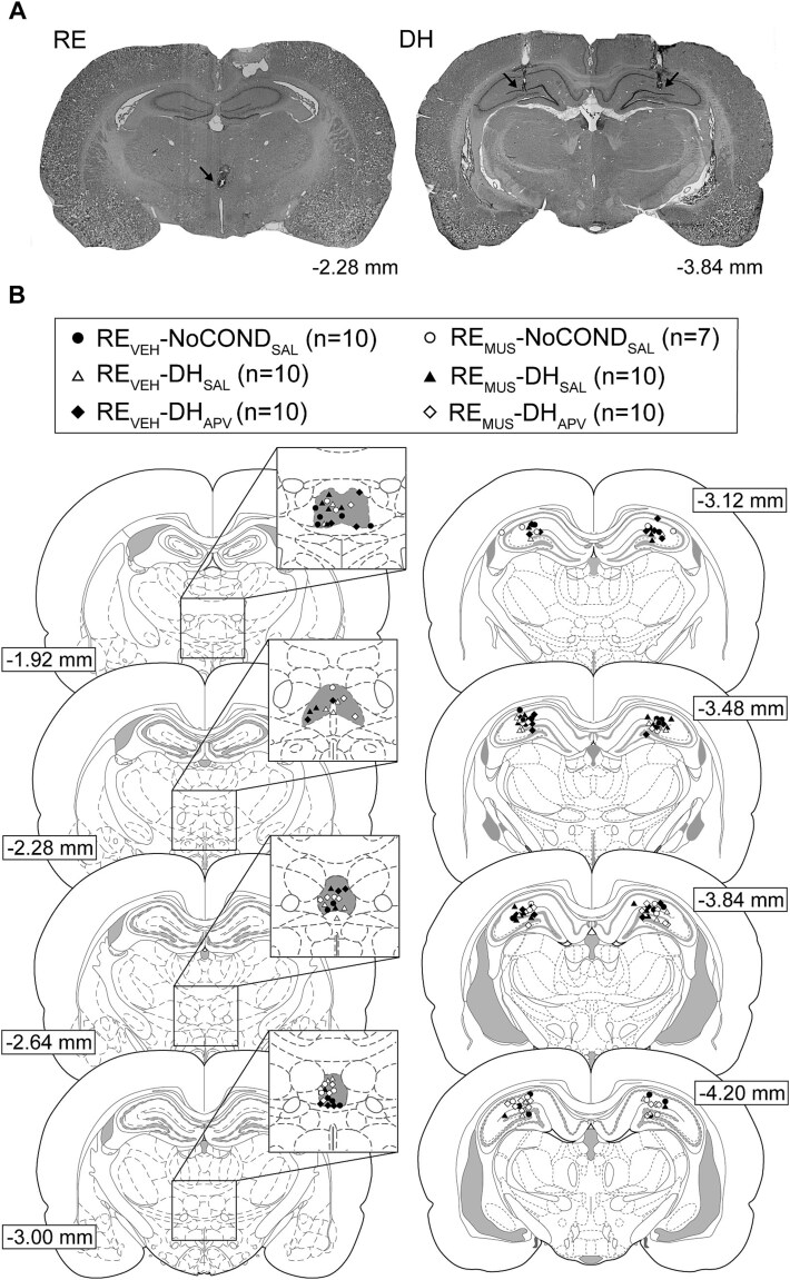 Acquisition of trace fear conditioning without functional nucleus reuniens did not require dorsal or ventral hippocampus NMDA receptor activation in male Long-Evans rats.