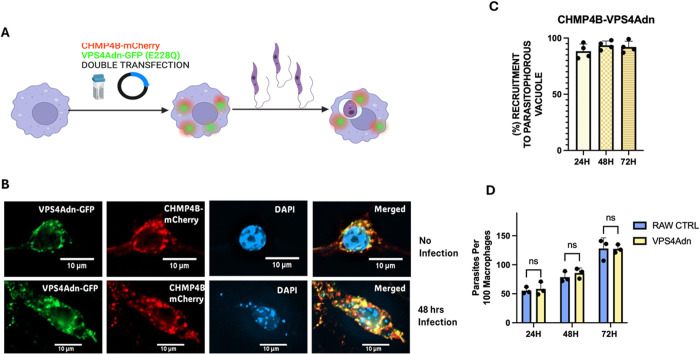 A non-canonical activation of the host's ESCRT machinery is required for the scission of parasitophorous vacuoles and the replication of Leishmania donovani.