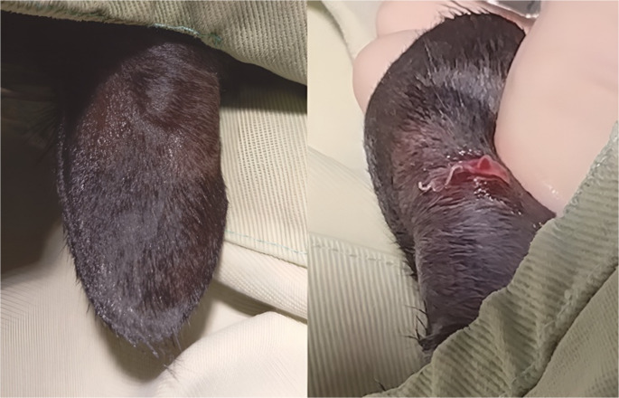 Unveiling Dirofilaria Asiatica infection: first clinical insights and treatment challenges for this feline zoonotic parasitosis.