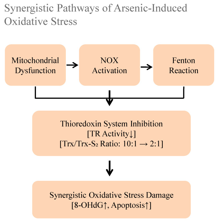 Toxicology of Airborne Inorganic Arsenic: Oxidative Stress, Molecular Mechanisms, and Organ-Specific Pathologies.