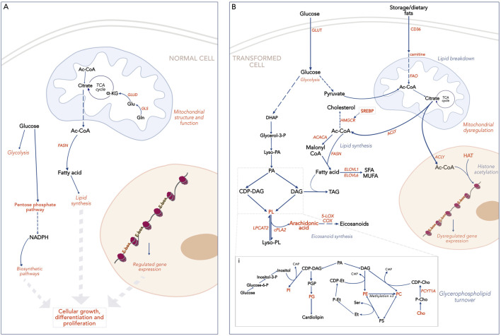Fueling the fire-a pan-cancer analysis of MYC-regulated lipid metabolism.