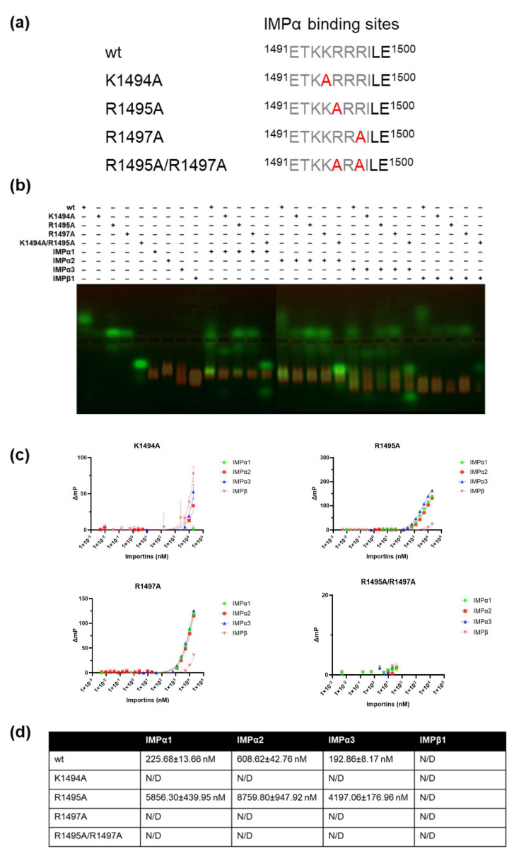 Structural Insights into the Nuclear Import of Haliotid Herpesvirus 1 Large Tegument Protein Homologue.