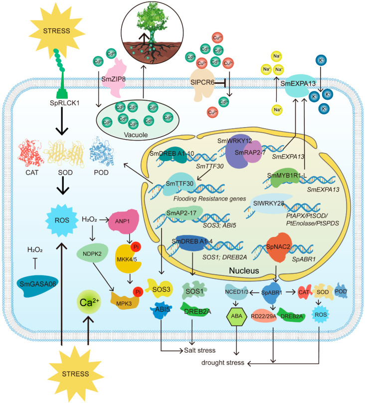 Mechanistic Insights into the Abiotic Stress Adaptation of <i>Salix</i> Species: A Comprehensive Review of Physiological, Molecular, and Sex-Dimorphic Responses.