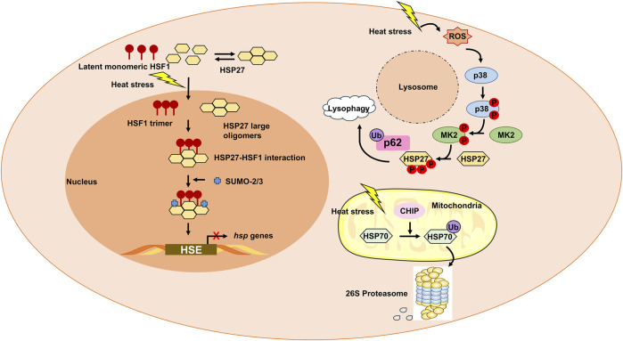Post-translational modifications in heat stress-related diseases.