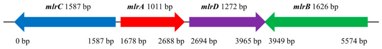 Comprehensive Insight into Microcystin-Degrading Mechanism of <i>Sphingopyxis</i> sp. m6 Based on Mlr Enzymes.