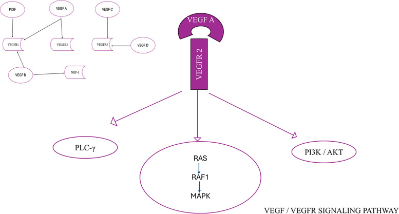 Predictive Value of Serum VEGF Levels in Non-Small Cell Lung Cancer: A Review.