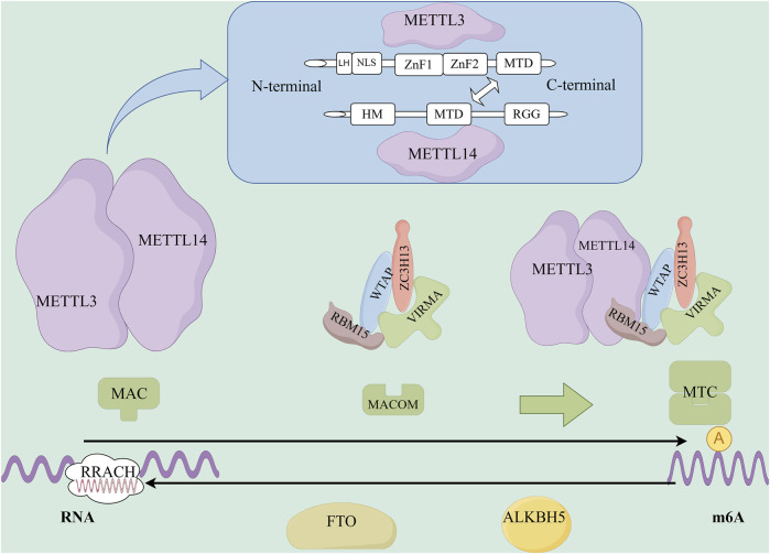 m6A: a novel strategy for osteoporosis treatment.