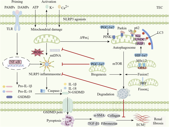 Transformation of acute kidney injury to chronic kidney disease: the interaction between mitophagy and NLRP3 inflammasome.