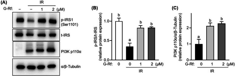 Ginsenoside Rf improves glucose metabolism via the IRS/PI3K/Akt and PPARα/PGC1α signaling pathways in insulin-resistant AML12 cells.