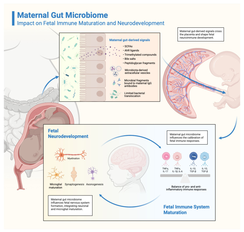 Does the Maternal Gut Microbiome Influence the Outcome of Perinatal Asphyxia?