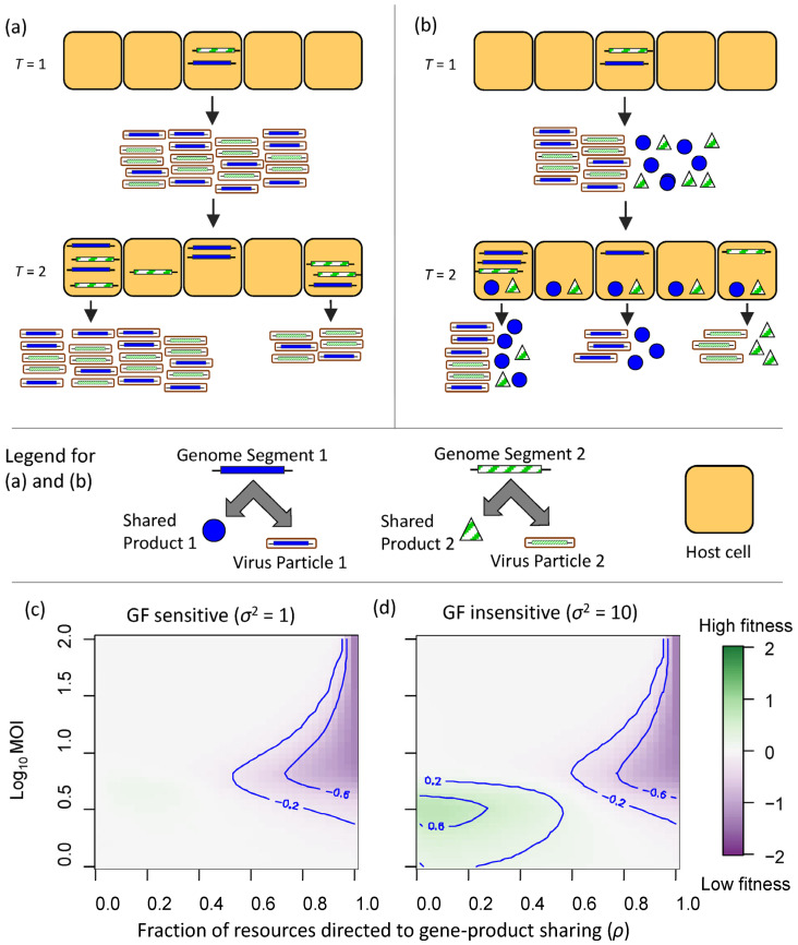Living Together Apart: Quantitative Perspectives on the Costs and Benefits of a Multipartite Genome Organization in Viruses.