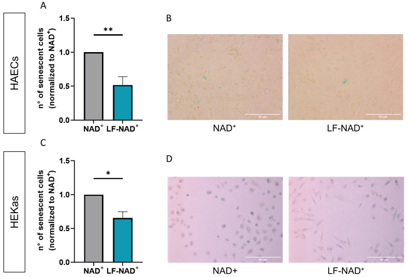 A Liposomal Formulation Enhances the Anti-Senescence Properties of Nicotinamide Adenine-Dinucleotide (NAD<sup>+</sup>) in Endothelial Cells and Keratinocytes.