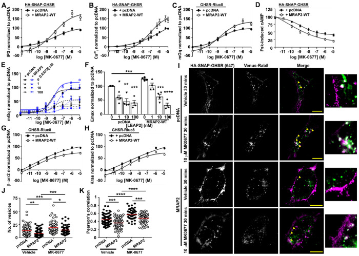 MRAP2 potentiates GPCR signaling by conserved mechanisms that are disrupted by obesity-associated genetic variants.
