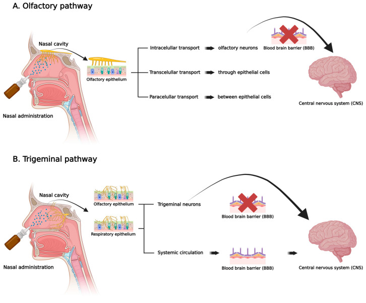 Recent Advances in Nose-to-Brain Gene Delivery for Central Nervous System Disorders.