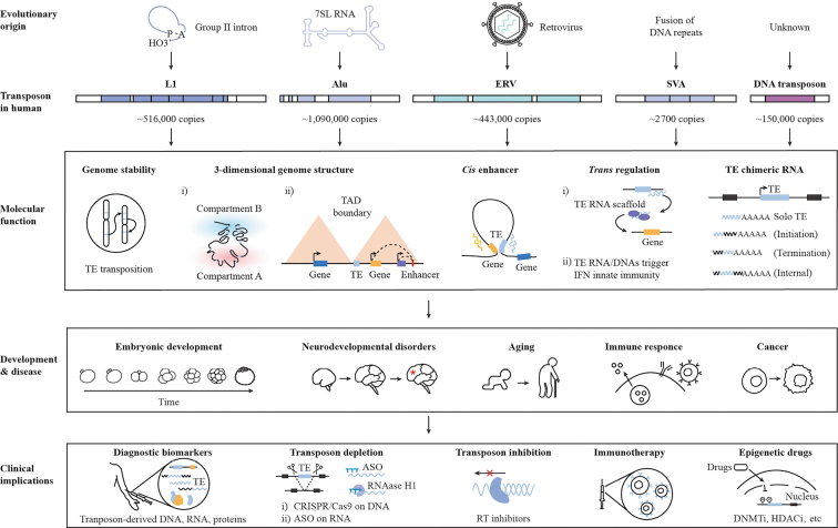 Transposable elements in health and disease: Molecular basis and clinical implications.
