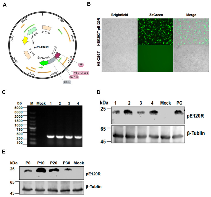 Antibody-Dependent Cellular Cytotoxicity Elicited by the Antibodies Against the E120R Protein of African Swine Fever Virus.