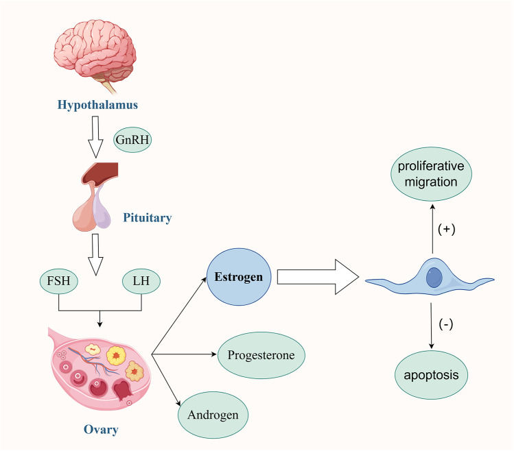 New potential in the treatment of moderate to severe intrauterine adhesions: influencing factors for menstrual improvement.