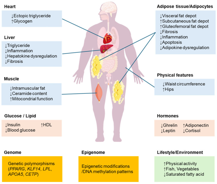 Beyond the BMI Paradox: Unraveling the Cellular and Molecular Determinants of Metabolic Health in Obesity.