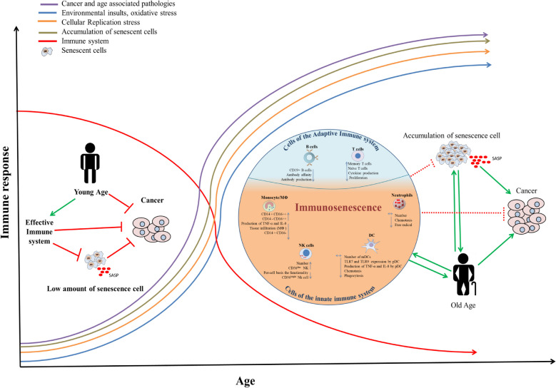 Targeting immunosenesence promotes clearance of senescent cells.