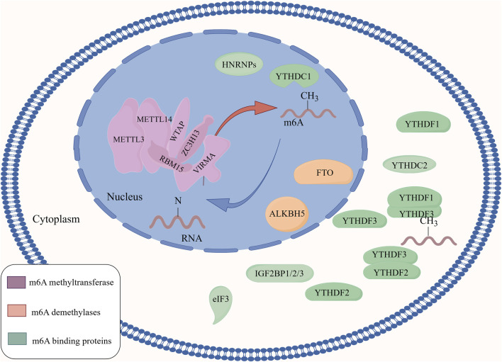 m6A: a novel strategy for osteoporosis treatment.