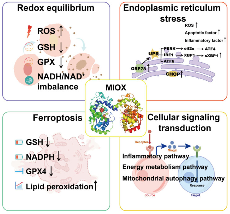 Myo-Inositol Oxygenase (MIOX): A Pivotal Regulator and Therapeutic Target in Multiple Diseases.