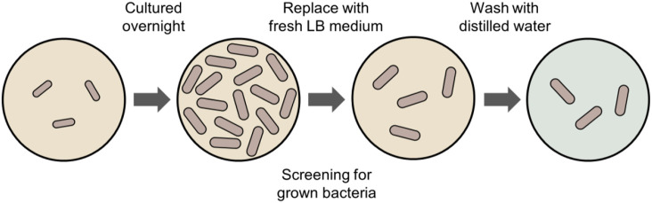Quantitative imaging of individual bacterial cells: <i>E. coli</i> and <i>B. subtilis</i> via terahertz scattering-type scanning near-field optical microscopy.