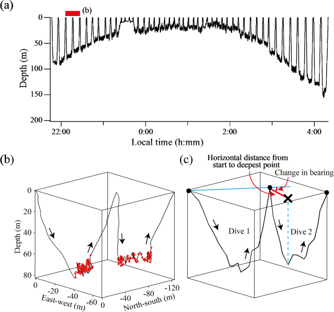 Experience-based optimal foraging on planktonic prey in Baikal seals.