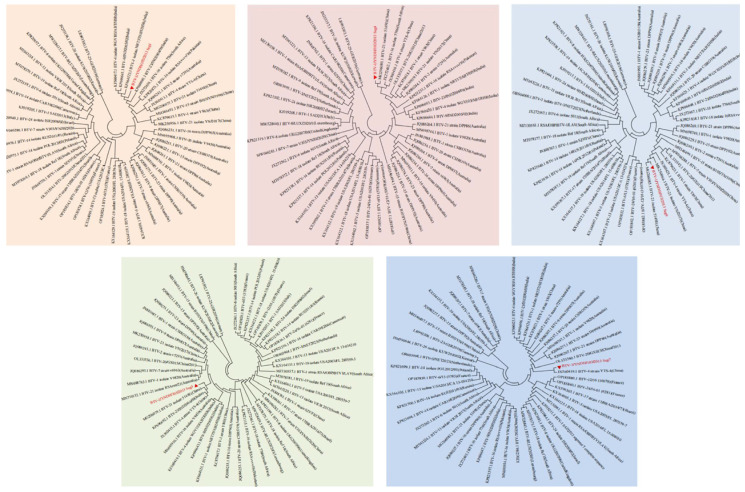 Genomic Characteristics of a Novel Recombinant Bluetongue Virus Serotype 1 in Yunnan, China.