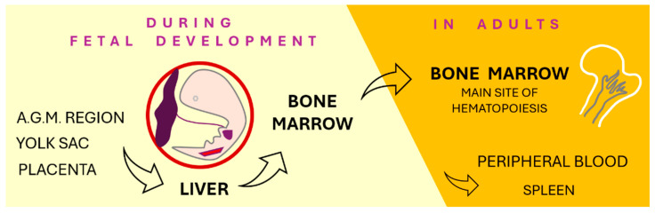 Personalized Therapeutic Advances in Erythropoietin Signaling: From Anemia Management to Extensive Clinical Applications.