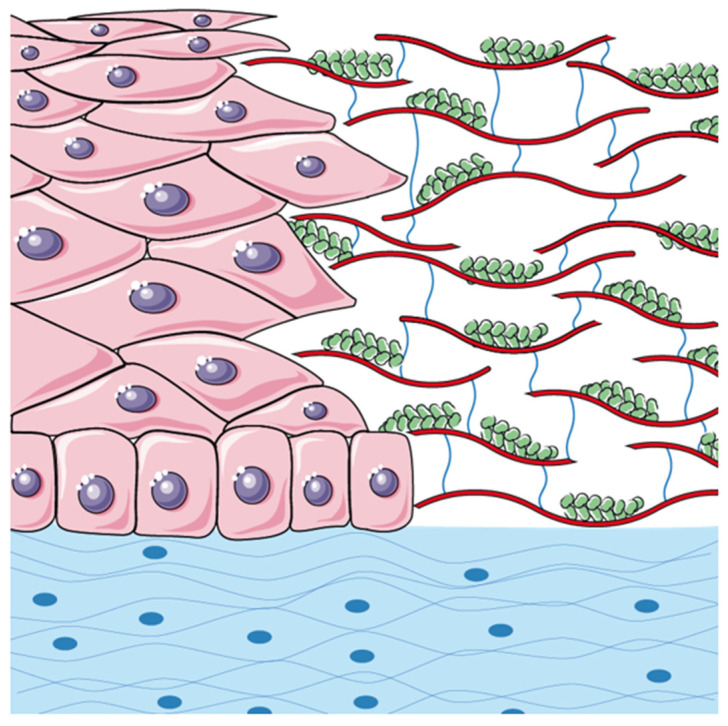 Cross-Linked Carboxymethyl Cellulose and Silk Proteins in Corneal Re-Epithelialization: A Case Series.