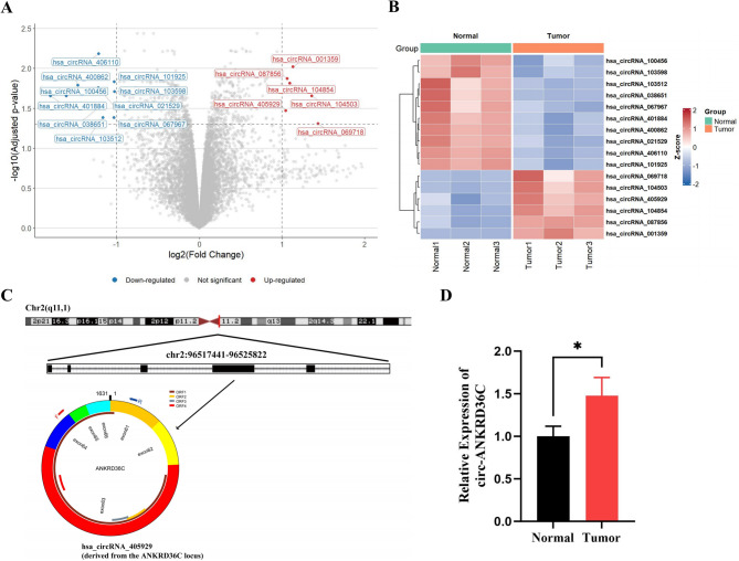 Circular RNA profiling and functional analysis implicate circ-ANKRD36C as a potential prognostic biomarker in gastric cancer.