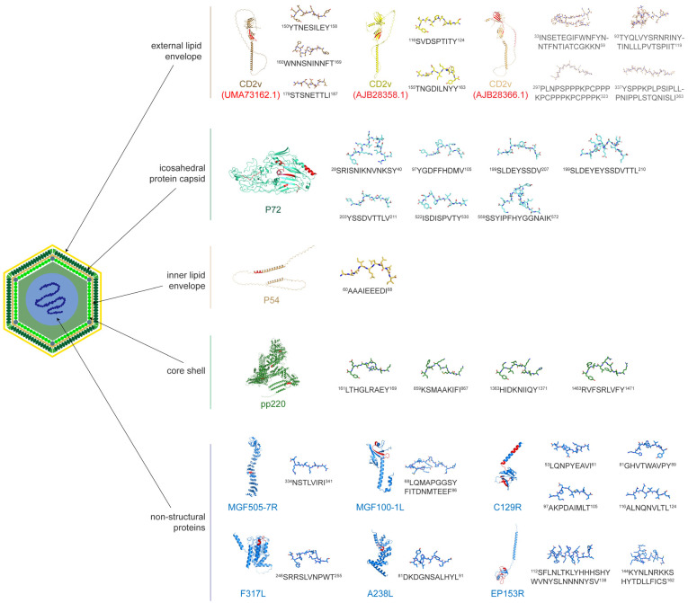 Identification of T-Cell Epitopes and Vaccine Development for African Swine Fever Virus.
