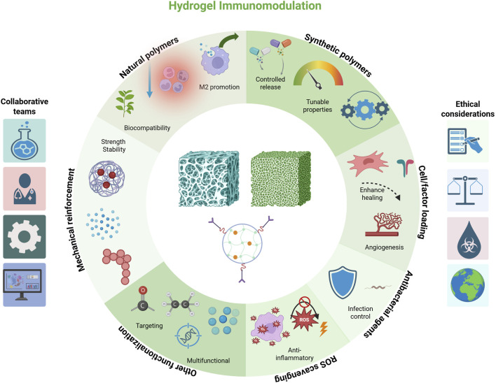 From macrophage polarization to clinical translation: immunomodulatory hydrogels for infection-associated bone regeneration.