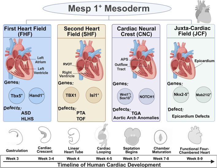 Decoding congenital heart disease: a multi-omic framework for cardiac lineage and regulatory dysfunction.