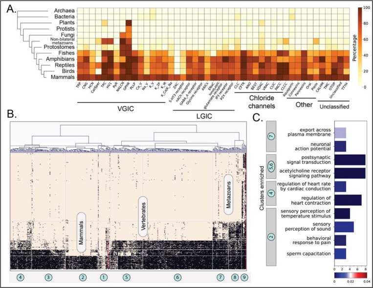 Identification and classification of ion-channels across the tree of life provide functional insights into understudied CALHM channels.