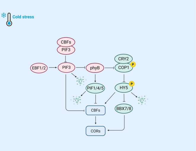 Unraveling the signaling pathways of plant cold stress: current insights and future directions.