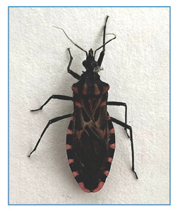 First record of Panstrongylus megistus (Burmeister, 1835) (Hemiptera, Reduviidae, Triatominae) from Ilha Grande, Rio de Janeiro, Brazil.