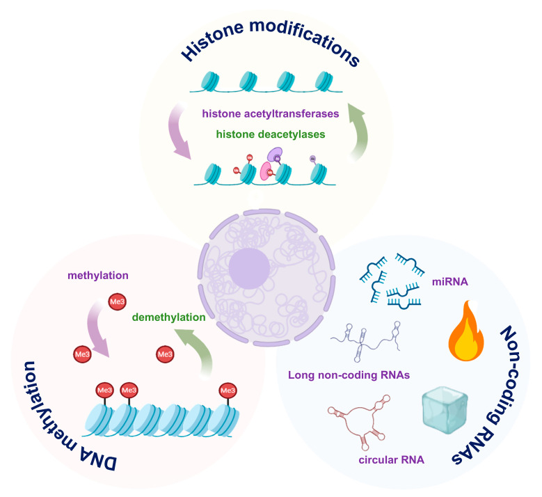 Alveolar Epithelial Cell Dysfunction in Acute Respiratory Distress Syndrome: Mechanistic Insights and Targeted Interventions.