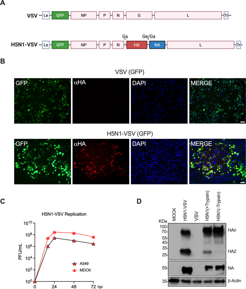 A versatile H5N1-VSV platform for safe influenza virus research applications.